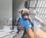 Small American Pit Bull Terrier