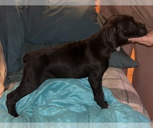 Boxer Puppy for sale in INCHELIUM, WA, USA