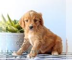 Small #1 Goldendoodle
