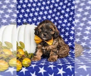 Miniature Bernedoodle Dog for Adoption in KIRKWOOD, Pennsylvania USA