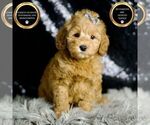 Puppy Buttons F1BB Goldendoodle (Miniature)