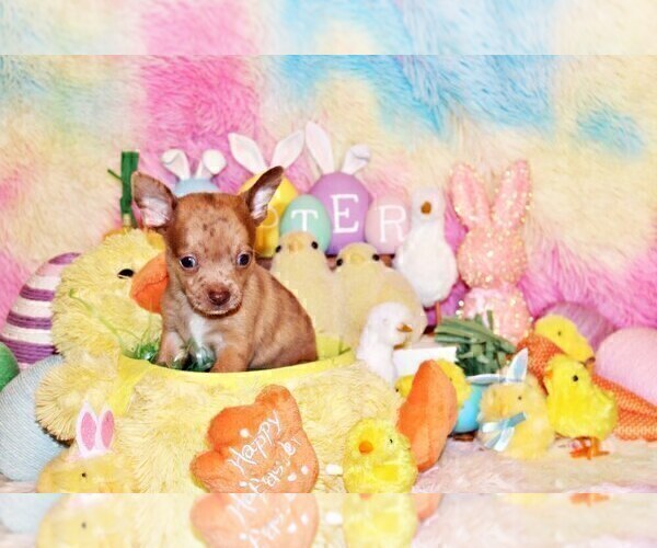 Medium Photo #7 Chihuahua Puppy For Sale in CHARLESTON, AR, USA