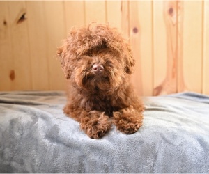 Poodle (Toy) Puppy for sale in MILLERSBURG, OH, USA