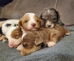 Small #5 Bernedoodle (Miniature)