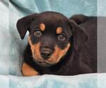 Small Photo #3 Mutt Puppy For Sale in San Diego, CA, USA