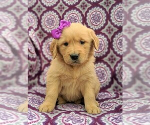 Golden Retriever Puppy for sale in NARVON, PA, USA