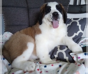 Saint Bernard Puppy for sale in FREDERICKSBURG, OH, USA