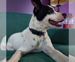 Small Photo #7 Rat Terrier-Unknown Mix Puppy For Sale in Columbus, IN, USA