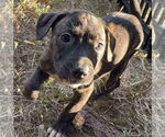 Small #2 Black Mouth Cur-Labrador Retriever Mix