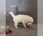 Small Photo #8 English Cream Golden Retriever Puppy For Sale in DELTONA, FL, USA