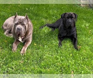 Mother of the Cane Corso puppies born on 11/20/2021