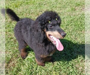 Poodle (Standard) Puppy for sale in RIVERVIEW, FL, USA