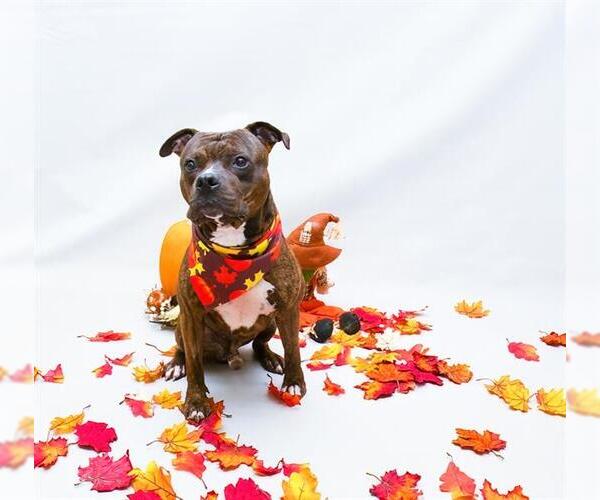 Medium Photo #1 American Pit Bull Terrier Puppy For Sale in Sanford, FL, USA