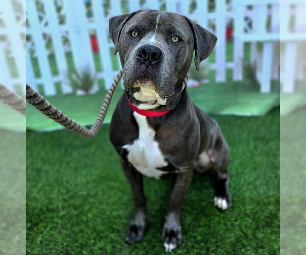 Medium Photo #2 Mutt Puppy For Sale in Long Beach, CA, USA