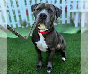 ROCKY - Male Mutt Dog for Adoption - Photo #2