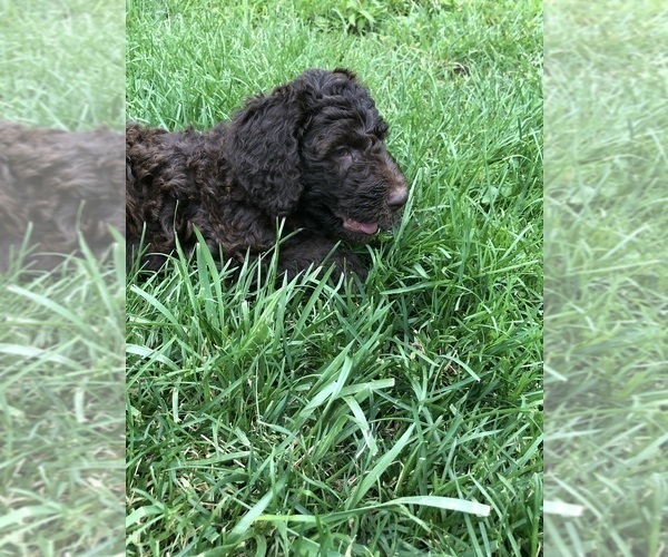 Medium Photo #1 Poodle (Standard) Puppy For Sale in CANTON, NC, USA