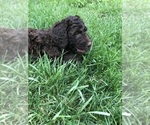 Small Photo #1 Poodle (Standard) Puppy For Sale in CANTON, NC, USA