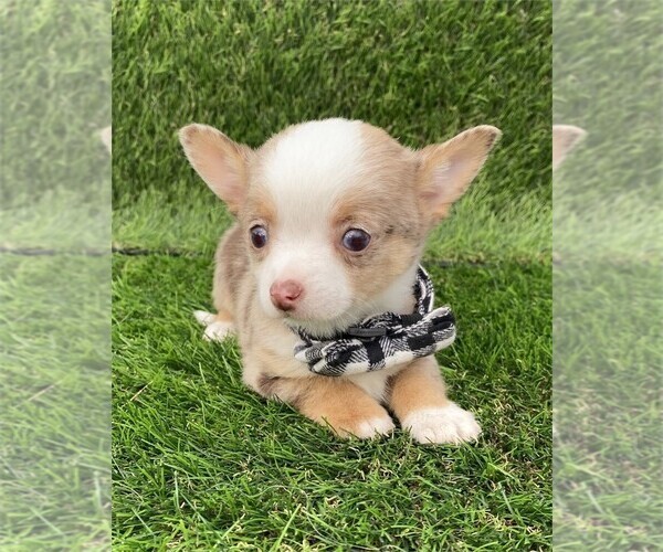 Medium Photo #14 Chihuahua Puppy For Sale in AVONDALE ESTATES, GA, USA