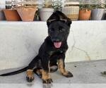 NICO - Male Mutt Dog for Adoption - Small photo