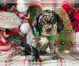 Cocker Spaniel-Staffordshire Bull Terrier Mix Puppy for sale in LANCASTER, PA, USA