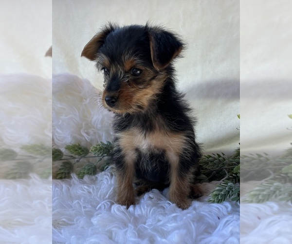 Medium Photo #3 Yorkshire Terrier Puppy For Sale in ROCK STREAM, NY, USA