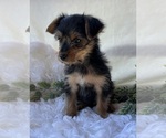 MR Pepsi - Male Yorkshire Terrier Puppy for Sale - Photo #3
