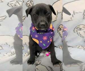 Shepradors Dogs for adoption in SHERBURNE, NY, USA