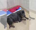 Small Rottweiler