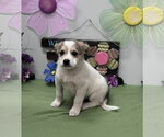 Small #2 Aussiedor