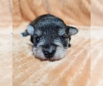 Small #5 Schnauzer (Miniature)