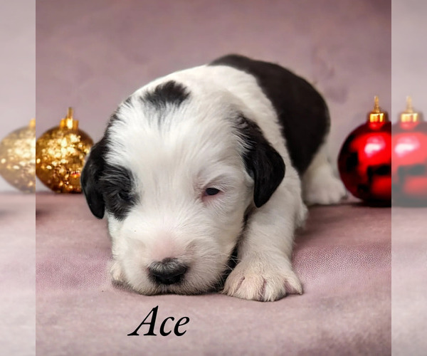 Medium Photo #2 Sheepadoodle Puppy For Sale in SEAMAN, OH, USA