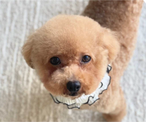 Poodle (Miniature) Dogs for adoption in San Ramon, CA, USA