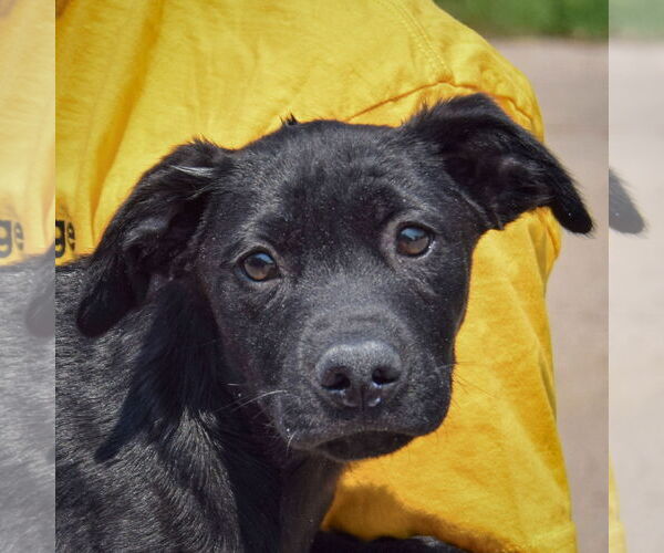 Medium Photo #2 American Staffordshire Terrier-Unknown Mix Puppy For Sale in Huntley, IL, USA