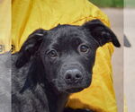 Small #1 American Staffordshire Terrier Mix