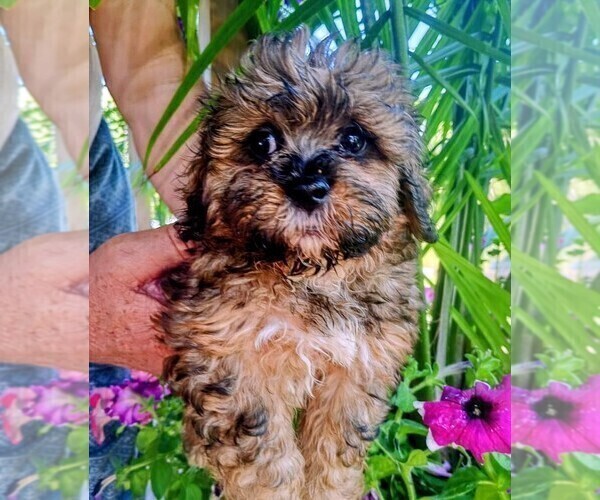 Medium Photo #2 Maltipoo Puppy For Sale in WATERVILLE, ME, USA