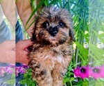 Small #1 Maltipoo