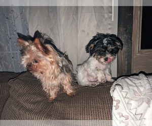 Morkie Puppy for sale in RIVES JUNCTION, MI, USA