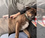 Small #11 Plott Hound Mix