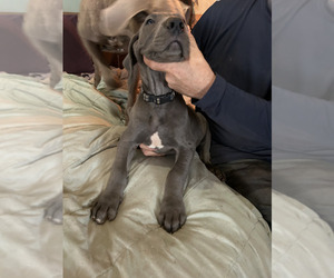 Medium Great Dane