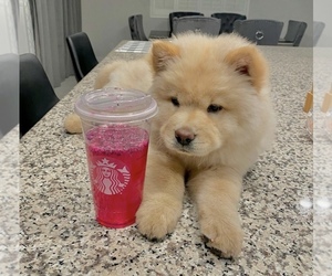 Chow Chow Puppy for sale in MANTECA, CA, USA