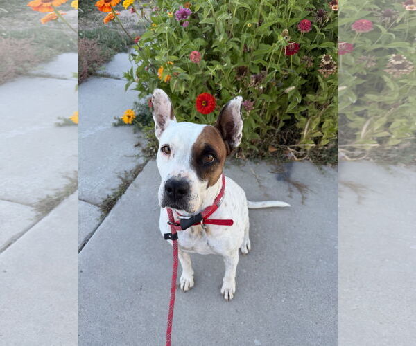 Medium Photo #10 American Pit Bull Terrier-Unknown Mix Puppy For Sale in Sandy, UT, USA