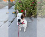 Small #9 American Pit Bull Terrier Mix