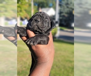 Cane Corso Puppy for sale in AKRON, OH, USA