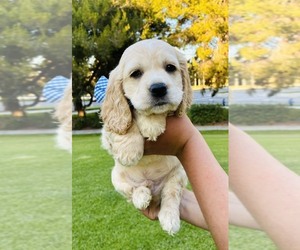 Cocker Spaniel Puppy for sale in IRVINE, CA, USA