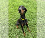 Small Doberman Pinscher