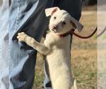 Small #2 Labrador Retriever Mix