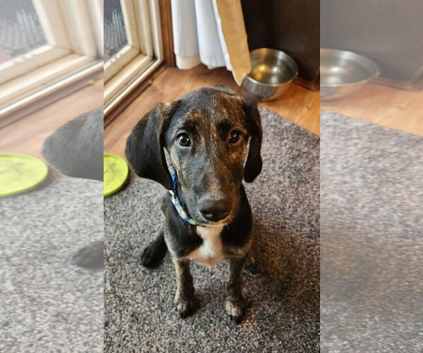 Medium Photo #1 Mutt Puppy For Sale in Farmington, MN, USA