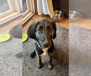 Mutt Dogs for adoption in Farmington, MN, USA