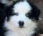 Small Photo #1 Australian Shepherd Puppy For Sale in COULTERVILLE, CA, USA