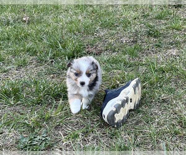 Medium Photo #41 Miniature Australian Shepherd Puppy For Sale in SIGNAL MOUNTAIN, TN, USA